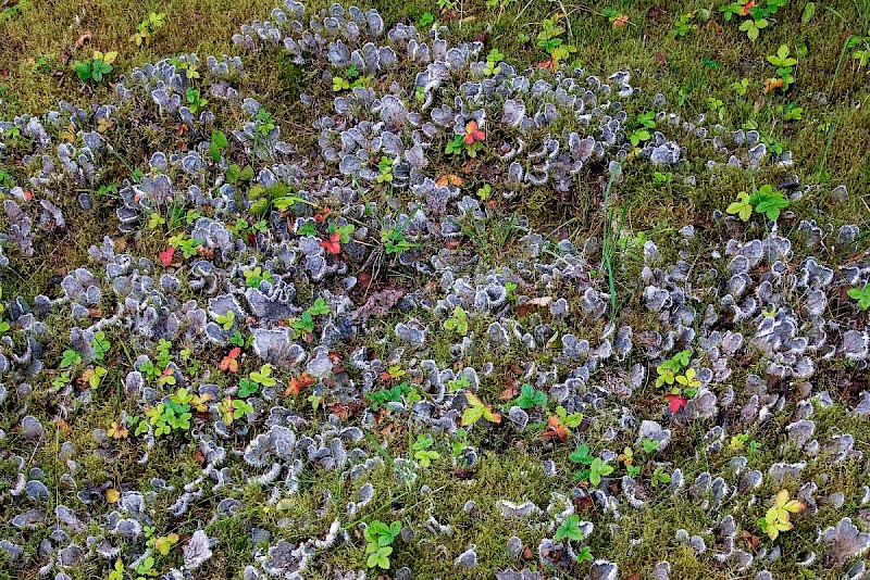 Peltigera membranacea - © Charles Hipkin