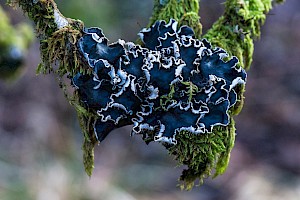 Peltigera hymenina (lactucifolia) Common Dog Lichen