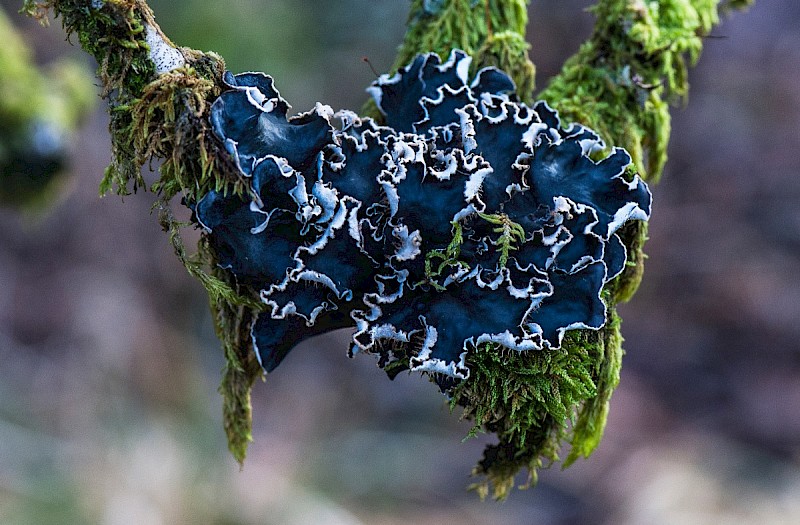 Peltigera hymenina (lactucifolia) - © Charles Hipkin