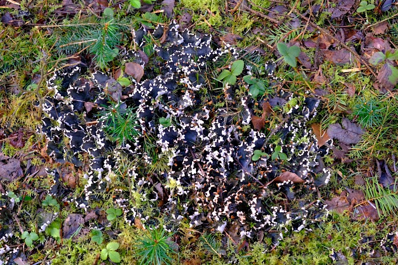 Peltigera hymenina (lactucifolia) - © Charles Hipkin