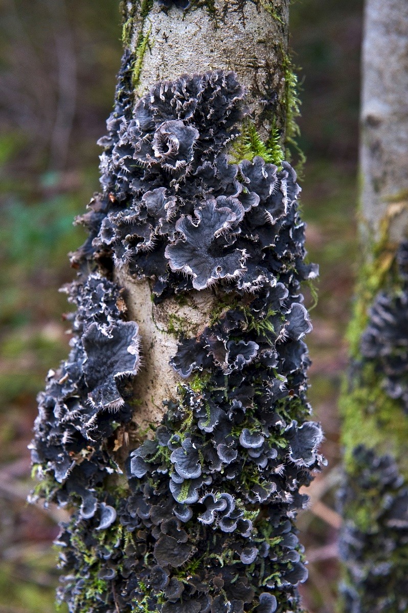 Peltigera membranacea - © Charles Hipkin