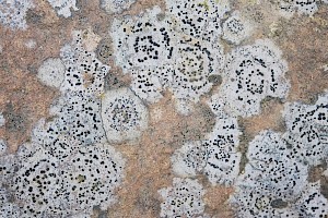 Porpidia crustulata Concentric Boulder Lichen