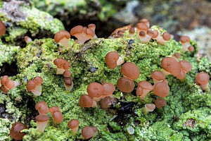 Baeomycetaceae