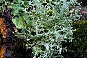 Evernia prunastri Oak Moss