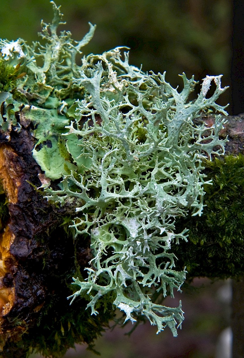 Evernia prunastri - © Charles Hipkin