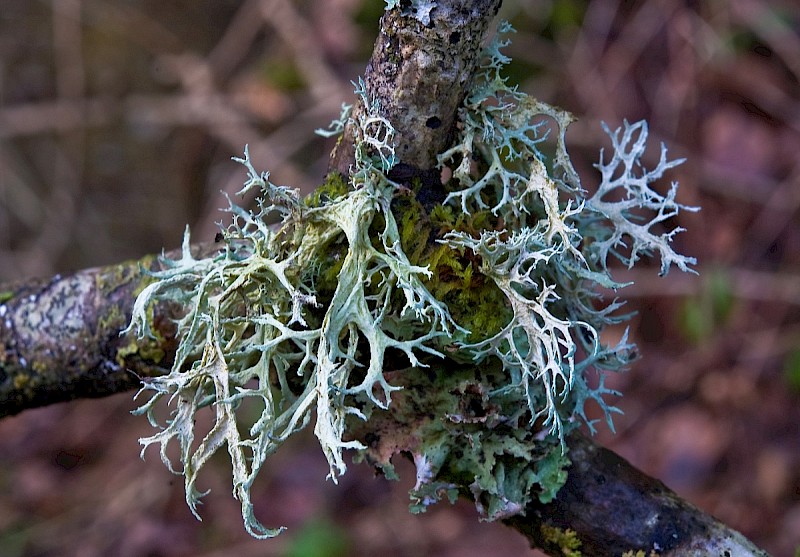 Evernia prunastri - © Charles Hipkin