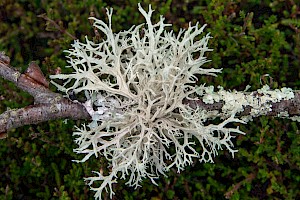 Ramalina farinacea Shaggy Strap Lichen