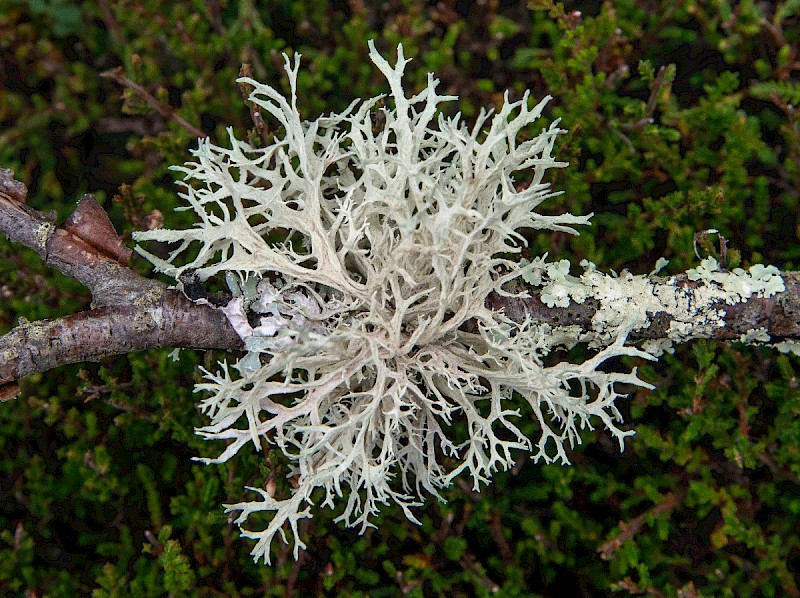 Ramalina farinacea - © Charles Hipkin