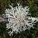 Ramalina farinacea