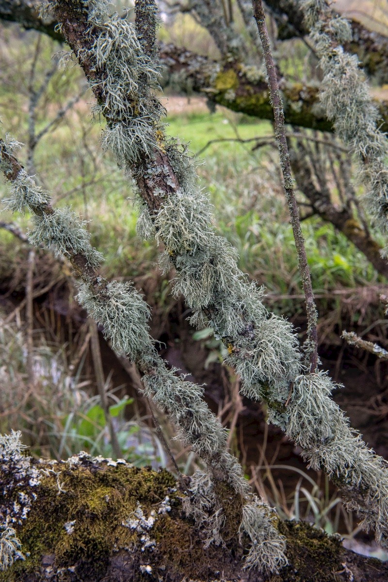 Ramalina farinacea - © Charles Hipkin