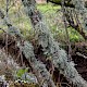 Ramalina farinacea