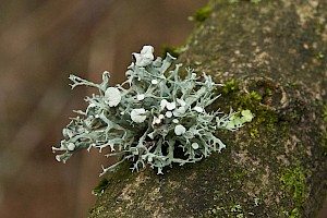 Ramalina fastigiata 