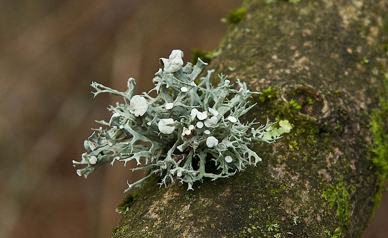 Ramalina fastigiata - © Charles Hipkin