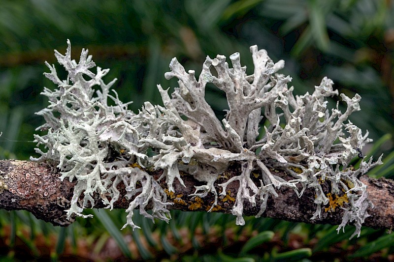 Ramalina fastigiata - © Charles Hipkin