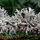 Ramalina fastigiata