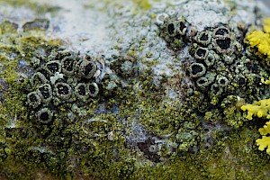 Rinodina sophodes Obscure Black-shielded Lichen