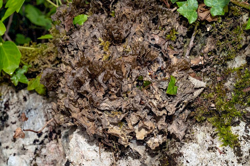 Leptogium britannicum - © Charles Hipkin