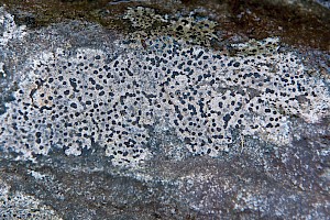 Rhizocarpon reductum 