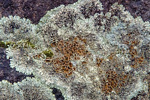 Xanthoparmelia conspersa Peppered Rock-shield