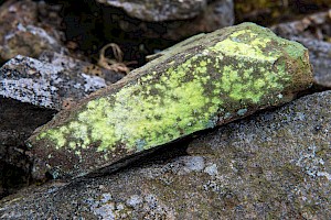 Psilolechia lucida Sulphur Dust Lichen