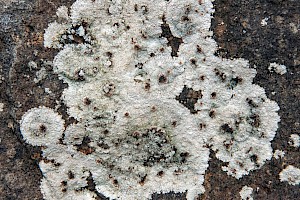 Placopsis gelida Flesh-coloured Alpine Lichen