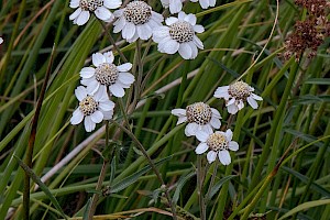 Achillea ptarmica Sneezewort