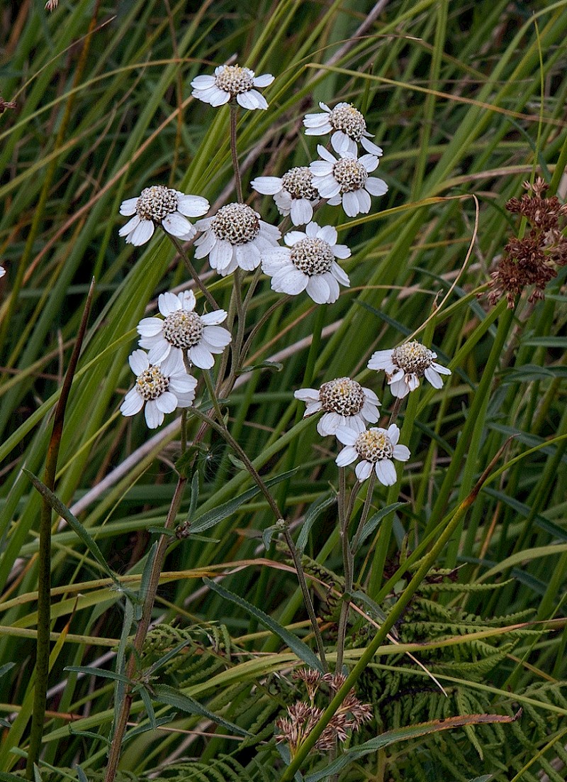 Achillea ptarmica - © Charles Hipkin