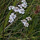 Achillea ptarmica