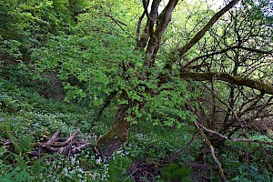 Acer campestre Field Maple