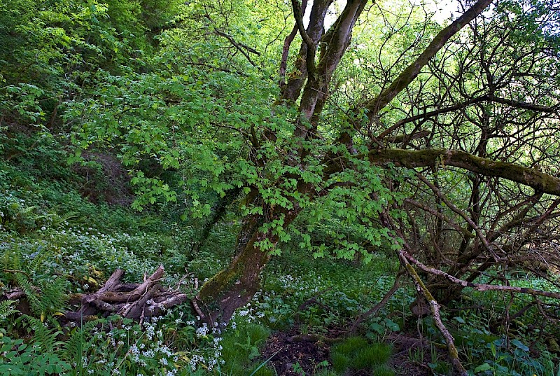 Acer campestre - © Charles Hipkin