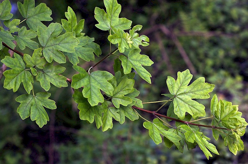 Acer campestre - © Charles Hipkin