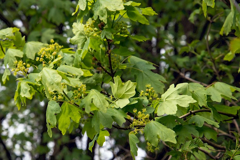 Acer campestre - © Charles Hipkin