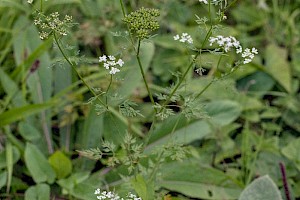 Aethusa cynapium Fool's Parsley