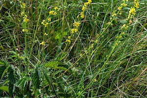 Agrimonia eupatoria Agrimony