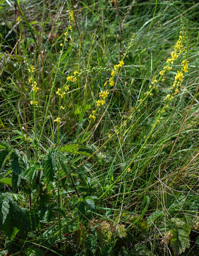 Agrimonia eupatoria - © Charles Hipkin