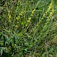 Agrimonia eupatoria