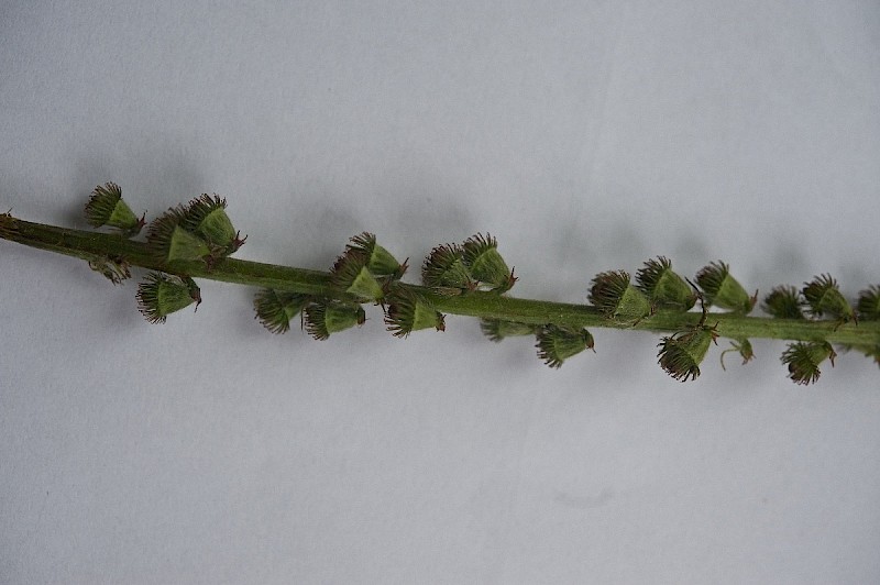 Agrimonia eupatoria - © Charles Hipkin