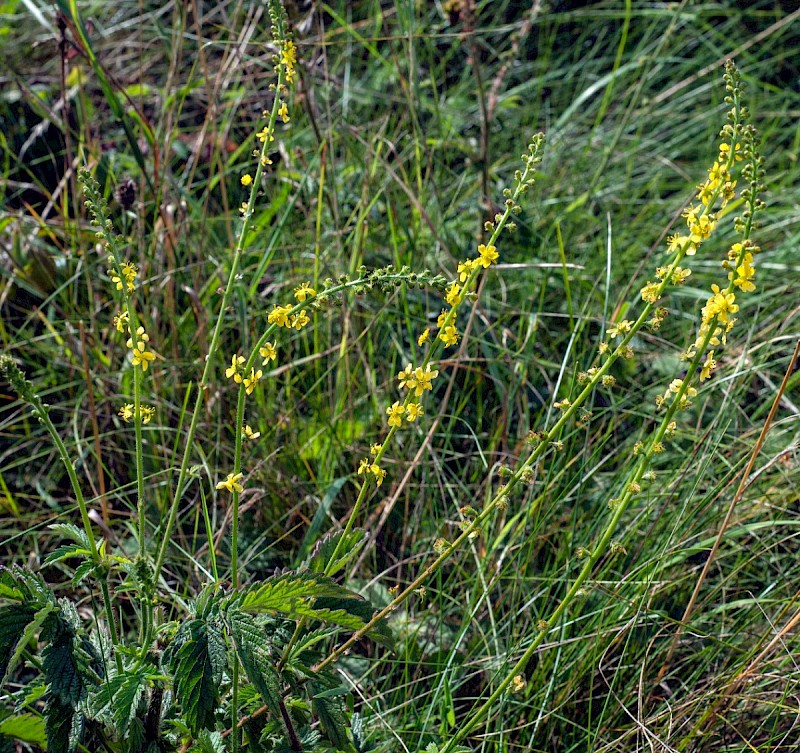 Agrimonia eupatoria - © Charles Hipkin