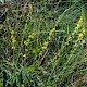 Agrimonia eupatoria