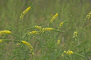 Agrimonia procera Fragrant Agrimony