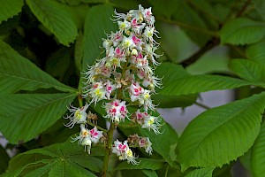 Sapindaceae (Hippocastanaceae)