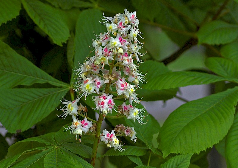 Aesculus hippocastanum - © Charles Hipkin