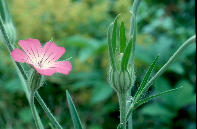 Agrostemma githago - © Charles Hipkin