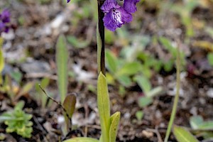 Anacamptis morio Green-winged Orchid