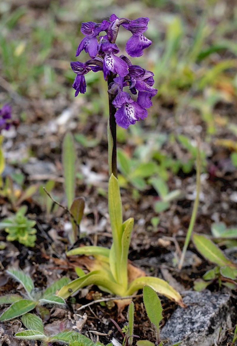 Anacamptis morio - © Charles Hipkin