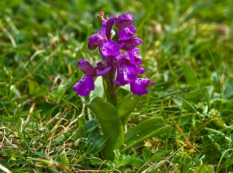 Anacamptis morio - © Charles Hipkin