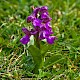 Anacamptis morio