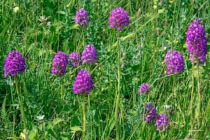 Anacamptis pyramidalis Pyramidal Orchid