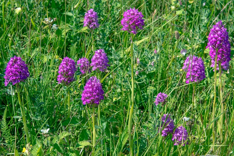 Anacamptis pyramidalis - © Charles Hipkin