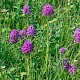 Anacamptis pyramidalis